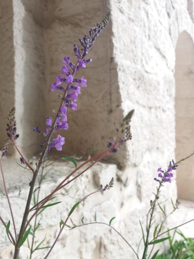 Trulli Di Puglia - Casa Vacanze In Valle D'Itria Martina Franca Zewnętrze zdjęcie